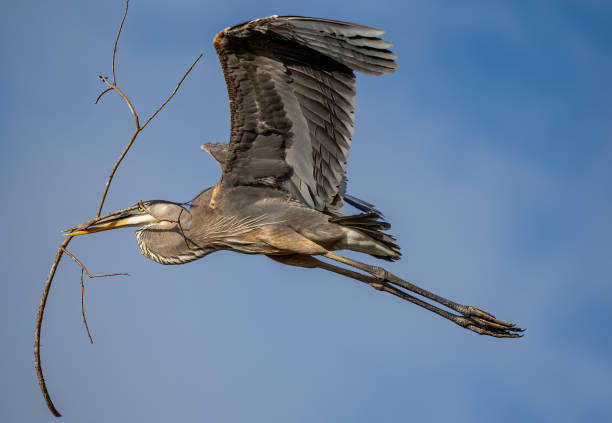 istock Great blue heron flying with branch, nesting material over Florida wetlands 1454784088