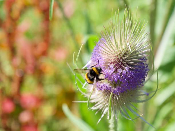 istock Closeup shot of a bee on a thistle flower 1454784246