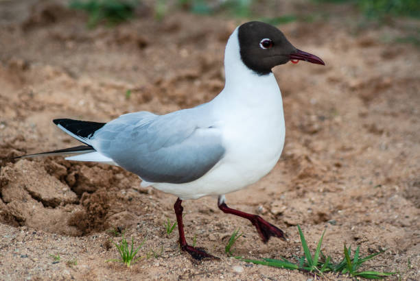 istock Selective of a gull on a sandy ground 1454784320