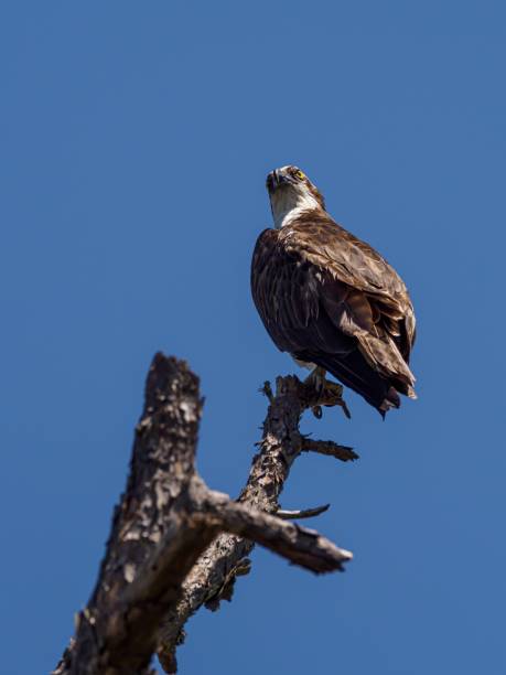 istock Osprey perched on a tree branch on a sunny day in Miramar Beach, Florida 1454784557