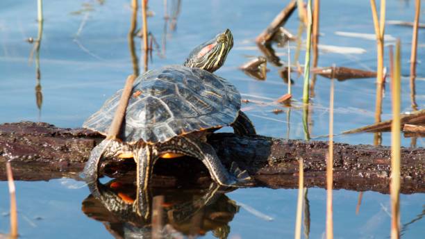 istock Closeup of a red-eared slider climbing on a tree log in water 1454784645