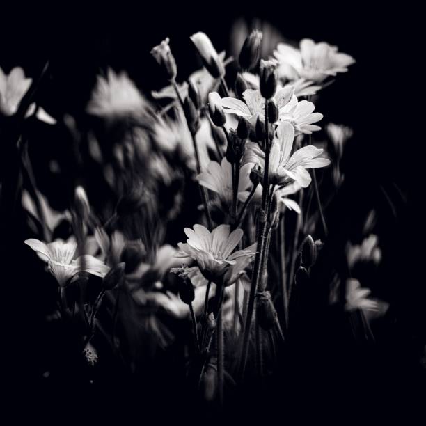 istock Blooming flowers in the garden 1454785305