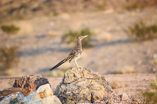 A selective focus shot of a brown roadrunner bird perched on a rock