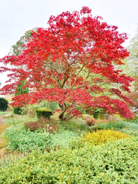 istock Vertical shot of a red maple tree in a park surrounded by trees and vegetation 1454785487