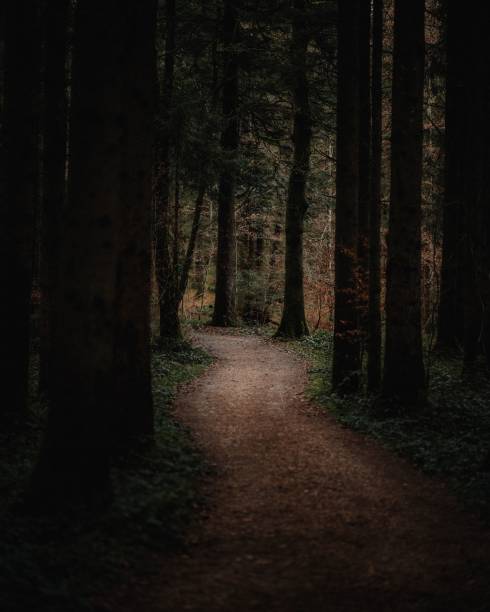 istock Narrow path in autumn Bavarian Forest 1454785542