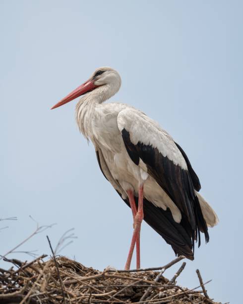 istock Beautiful white stork perched on the nest against a blue sky 1454785618