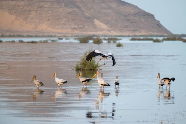 istock Group of yellow billed storks flying over a river in Egypt 1454786022