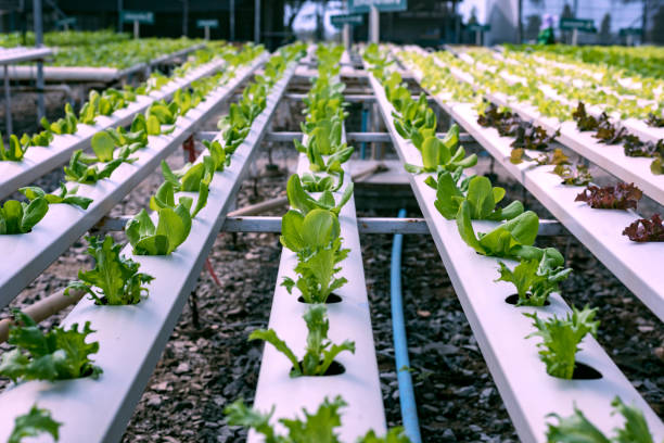 istock A team of scientists analyzes plants on vegetable trays. Hydroponics process in the laboratory Agricultural engineers test plant health in industrial greenhouses. The woman is being examined in detail. 1454786317