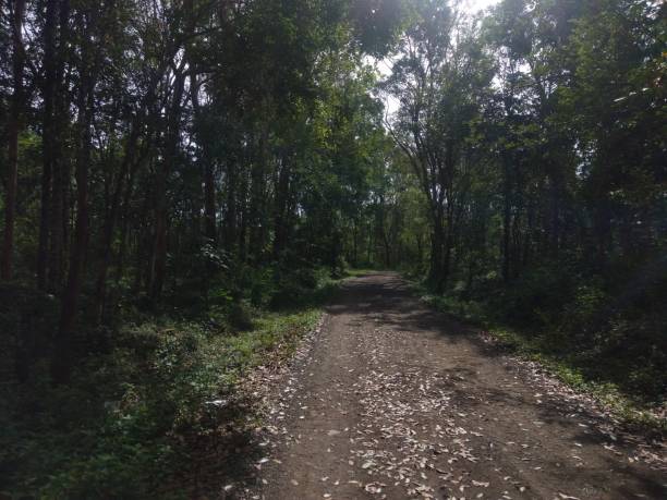 istock road in the middle of the forest 1454787627