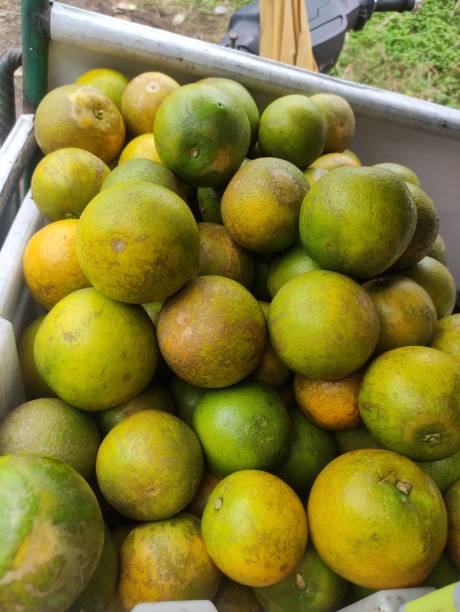 istock Fresh oranges from the garden in Bromo 1454788479
