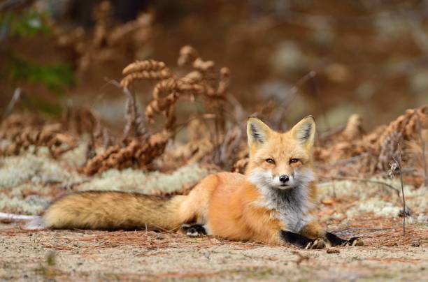 istock Little fox lying on the ground in the forest 1454788887