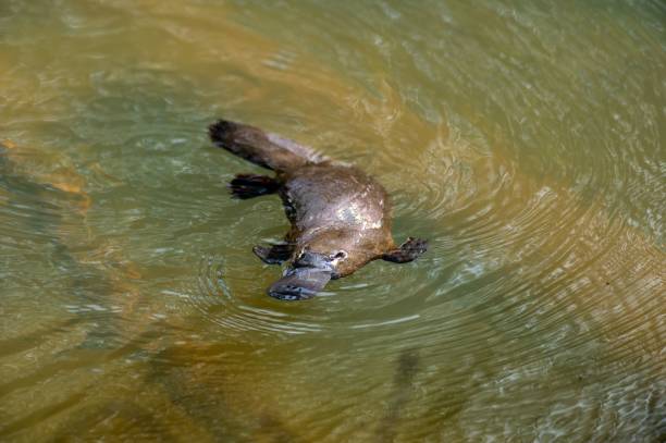 istock Swimming beaver on the lake 1454788890