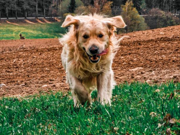 istock Golden retriever dog playing 1454789891