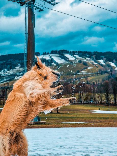 A golden retriever dog happily playing