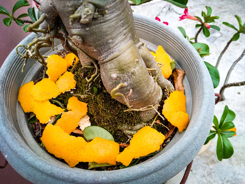 Penang, Malaysia. 

Photos of bits of orange peel scattered on flower pot as organic peel.