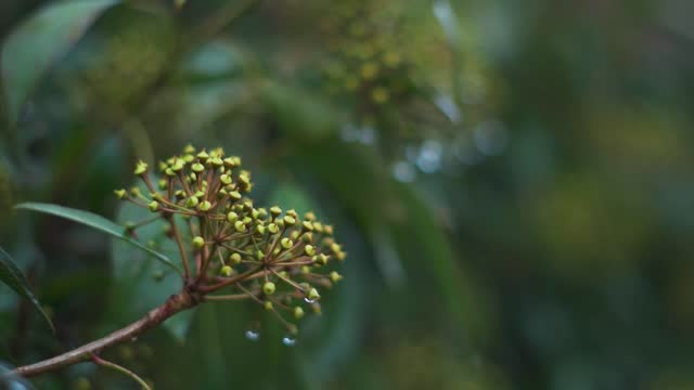 Closeup shot of water drops on the buds of a plant after Rainfall in Manali, Himachal Pradesh, India