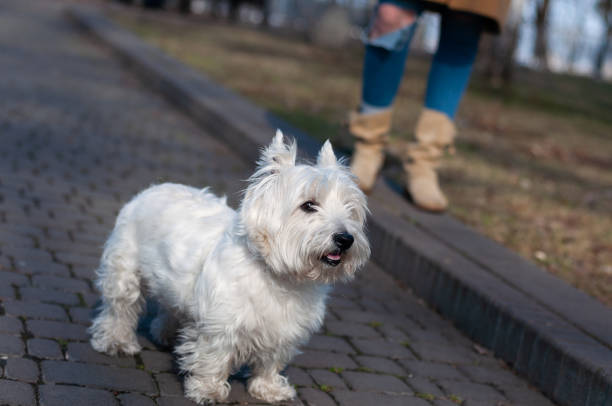 istock West Highland White Terrier (Westie) at walk in spring Mariinskyi park, Kyiv, Ukraine 1454792252