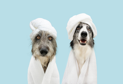 Banner two dog summer. Mixed-breed and border collie puppy relaxing spa wrapped with a white towel. Isolated on blue pastel background.
