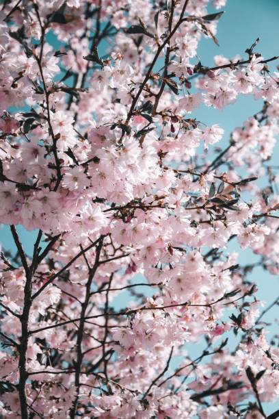 istock Vertical shot of blooming cherry tree in the park 1454792392