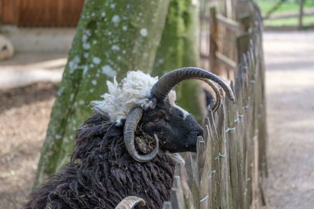 primer plano de una oveja jacob detrás de una valla de madera en el zoológico tierpark stadt en la haya, austria - jacob sheep fotografías e imágenes de stock