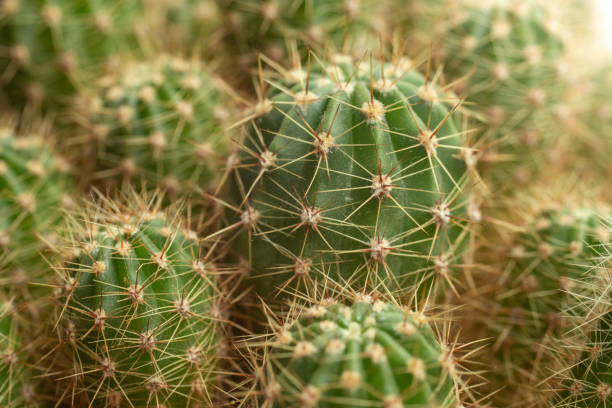 istock Cactus plant, soft focus close up 1454793352