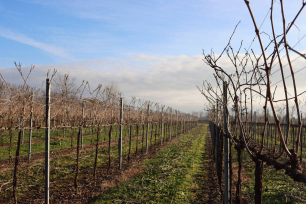 istock Pinot Vineyard  on winter season against blue sky 1454794349