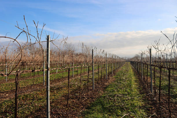 istock Pinot Vineyard  on winter season against blue sky 1454794361