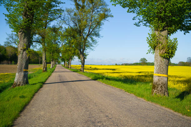 istock rural road through a field with trees on the sides 1454794613