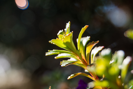 A shallow focus shot of blossom Waterthyme with green leaves sith sunlight and dark blurred background
