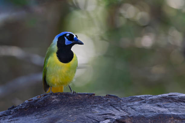 A colorful green and yellow songbird perched in a forest lit by the sun.