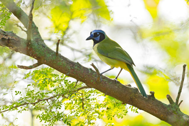 istock The green jay (Cyanocorax luxuosus) perched in a tree backlit by the sun. 1454796011
