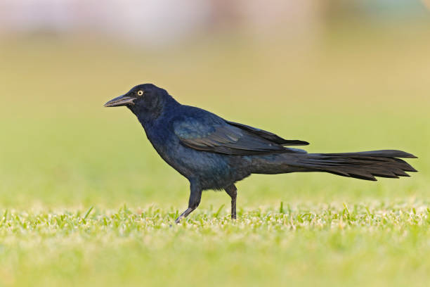 istock Great-tailed grackle (Quiscalus mexicanus) foraging in a field for insects 1454796064
