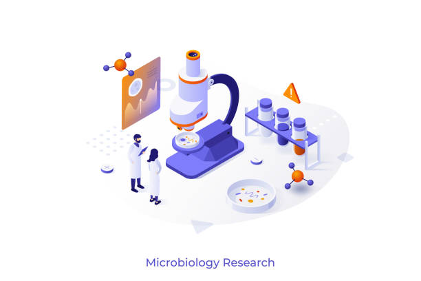 Concept with scientists, test tubes, microscope and Petri dish. Bacteriological analysis, microbiological or microscopy research lab. Modern isometric design template. Vector illustration. Concept with scientists, test tubes, microscope and Petri dish. Bacteriological analysis, microbiological or microscopy research lab. Modern isometric design template. Vector illustration. biologist stock illustrations