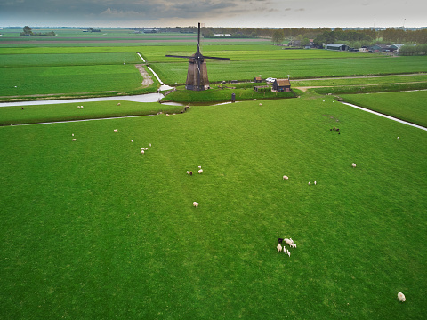 Aerial drone view of traditional Dutch windmill on field with grazing sheep and cows. Typical landscape of countryside of the Netherlands
