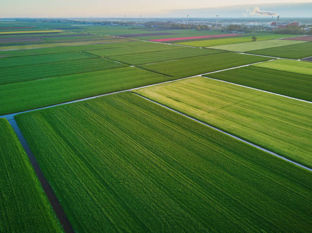 istock Aerial drone view of typical Dutch fields and polders 1454796949