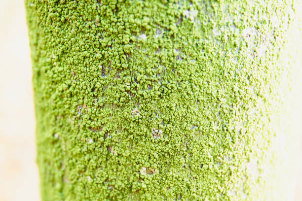 A closeup of green moss on a blurred background