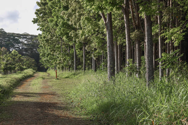 istock Path through the forest in Kauai, Hawaii 1454797928
