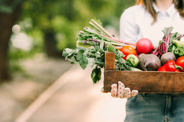 istock Crop female gardener showing vegetables 1454798069
