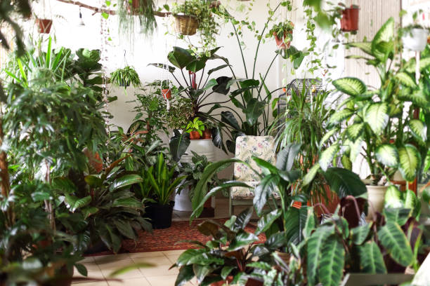 Light room decorated with potted plants
