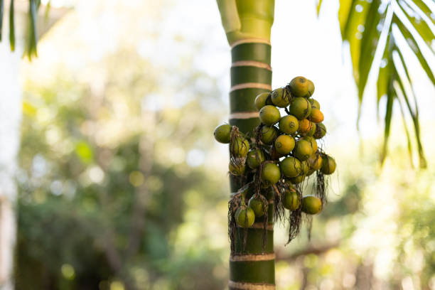istock Close-up betel palm seeds Isolated on Background. 1454798290