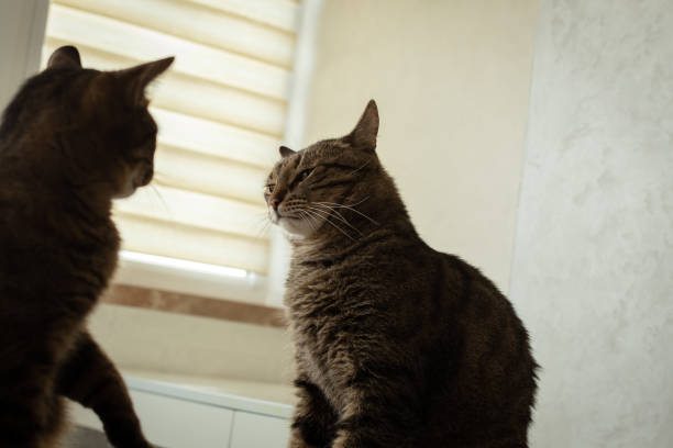 Two cats are going to fight stock photo