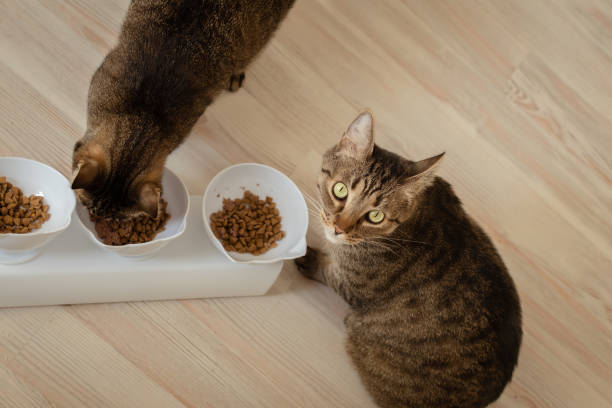 istock Two cats eat dry food together in the kitchen 1454801608
