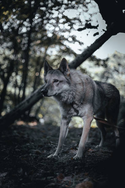 istock Closeup of a wolf-dog in a forest 1454802668