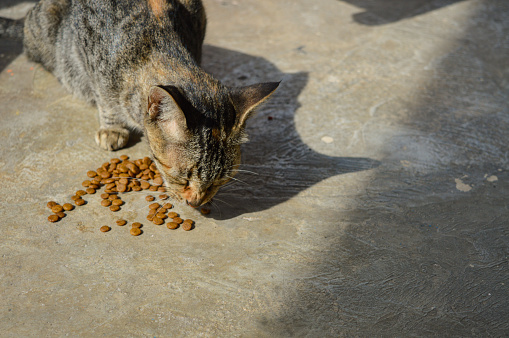 Stray cats eat cat food