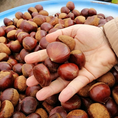A man's hand holding handful of fresh Chestnuts, perfect treat for winter, Souq Khudar Al Hofuf, Al Ahsa Saudi Arabia