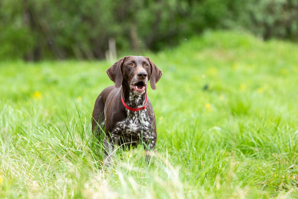 istock German smooth-haired brown hound stands with a surprised face in the field 1454804067