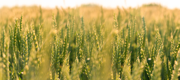 Field of wheat panorama