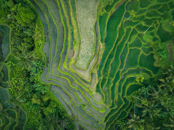 istock Rice Terrace seen from above 1454804751