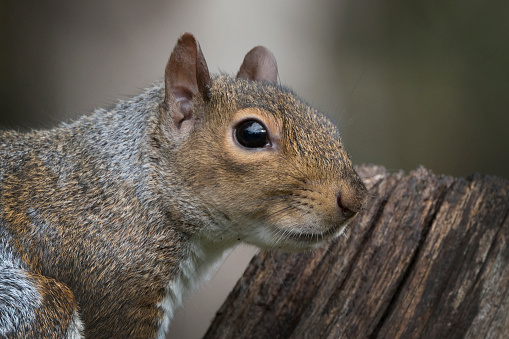 Grey Squirrel close up head shot has bright dark brown eyes