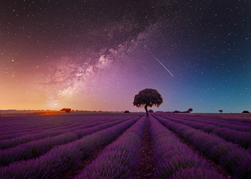 Lavender field at night with the milky way in the background, Valensole, Provence, France.